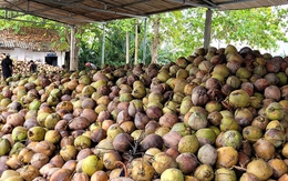 Dừa khô tăng giá kỷ lục