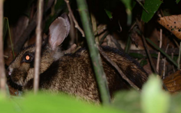Dãy Trường Sơn có một ‘báu vật sống’ siêu quý hiếm, được thế giới bảo vệ nghiêm ngặt