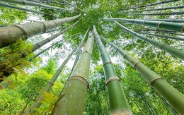 Xứ Thanh sở hữu loài cây “đổi đời” nông dân: “Mỏ vàng” giúp thu hàng chục tỷ/năm, xuất khẩu cả nước ngoài