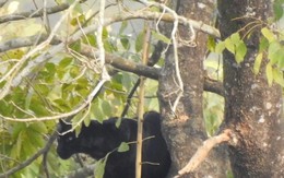 Bắt gặp báo đen hiếm ở chân núi Hymalaya khiến giới khoa học sửng sốt