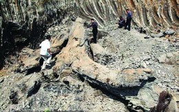 Người đàn ông làm ruộng đào được cây gỗ dài 20m tỏa mùi thơm, cảnh sát lập tức đến phong tỏa hiện trường