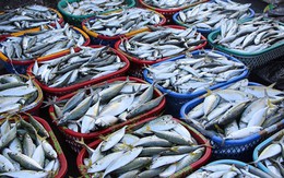 Cá bị ướp urê, hàn the thường có 6 đặc điểm này: Bán rẻ tới mấy cũng chớ mua về ăn