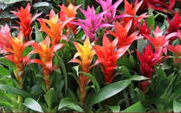 Những cây phong thủy hợp với người tuổi Tỵ