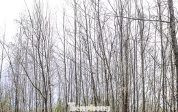 'Lá chắn xanh' bên tuyến đường biển ở Gia Lai đang chết khô