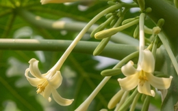 Ai không nên dùng hoa đu đủ đực?