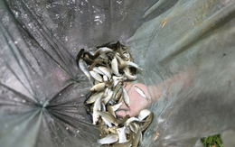 Báu vật trên sông Mã: Mệnh danh “Ngũ quý hà thuỷ”, từng được tiến Vua giờ thành “báu vật” sinh kế