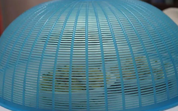 4 thực phẩm tưởng sạch nhưng là "ổ vi khuẩn", ăn sai dễ phải nhập viện