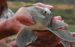 Việt Nam sở hữu loại cá quý hiếm được mệnh danh là “báu vật ” dưới nước: Thế giới chỉ 2 quốc gia có