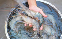 Rã đông tôm mà ngâm vào bát nước là sai lầm: Chủ cửa hàng hải sản dạy một mẹo cực nhanh, chưa đến 5 phút