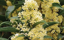 Hiếm có loài cây hợp cả 5 mệnh, được lòng Quý Nhân thế này: Trồng một gốc, tài lộc vượng ba đời!