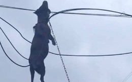 Sức mạnh kinh hoàng của bão Ragasa: Chú chó săn bị gió cuốn lên dây điện tử vong thương tâm