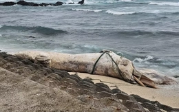Cá voi “khủng” dài 10m dạt vào đặc khu Lý Sơn giữa bão số 10