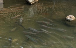 Việt Nam sở hữu ‘viên ngọc’ dưới lòng sông: Chỉ 3 nước có