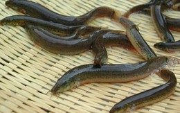 Loại cá được dân gian ví như "nhân sâm dưới nước", mình nhỏ, da trơn, tìm thấy nhiều ngoài đồng ruộng