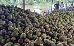 Dừa khô Thái Lan giá rẻ tìm đường đổ bộ sang Việt Nam