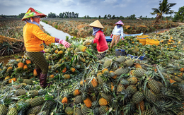 Từ đất phèn thành “quả vàng”: Việt Nam sở hữu loài cây giúp nông dân “đổi đời”, xuất khẩu đến 100 quốc gia