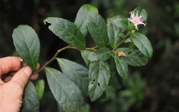 Nhà khoa học Việt Nam – Nhật Bản phát hiện “kho báu” mới tại Phong Nha – Kẻ Bàng