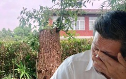 Bị quản lý chung cư khởi kiện vì cắt tỉa cây, yêu cầu bồi thường 534 triệu đồng, người đàn ông tuyên bố: “Cây trong vườn nhà tôi thì tôi có quyền”