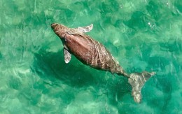 “Nàng tiên cá” cực kỳ quý hiếm của Việt Nam: Nằm trong Sách Đỏ thế giới, được bảo vệ nghiêm ngặt