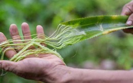 Phế phẩm lá, vỏ của loại quả này từng bị vứt bỏ, nay hóa thành ‘kho báu’