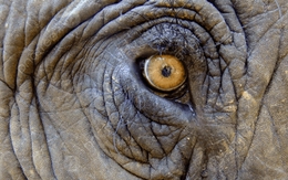 Loài vật khổng lồ là biểu tượng đại ngàn ở Việt Nam: Từng có hàng nghìn cá thể nay chỉ còn chưa tới 150