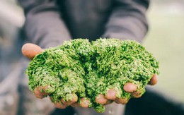 Loại rau mọc dại, nhiều protein gấp 6 lần đậu nành: Tiếc là người Việt chỉ dùng để nuôi lợn, gà