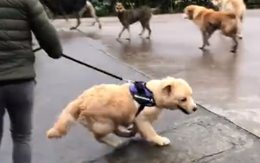 Dắt chó đi dạo, chàng trai 26 tuổi nhận "cái kết" kinh hoàng