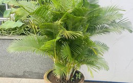 Ông bà xưa truyền: Trồng 3 loại cây này trước cổng, con cháu dễ gặp quý nhân phù trợ