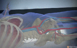 Bí mật bên trong lò hỏa táng