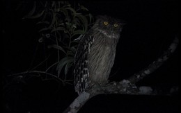 Loài vật quý hiếm từng xuất hiện trên tem bưu chính Việt Nam: Sải cánh có thể lên tới 1,4 m