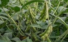 Trung Quốc tiếp tục ngừng mua ‘hạt vàng’ từ Mỹ 3 tháng liên tiếp, ngành công nghiệp chục tỷ USD của Washington lâm nguy, phải cầu cứu tổng thống