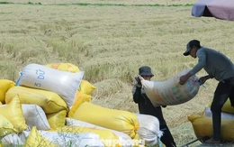 Philippines dừng nhập khẩu, Bộ Công Thương đề nghị doanh nghiệp mua lúa cho dân