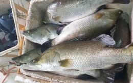 Loại cá được ví như "ông hoàng", thấy nhiều ở nhà hàng cao cấp: Ít xương, thịt ngọt mềm, dễ nấu