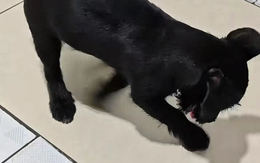 Phát hiện chó cứ cào sàn nhà mới thuê, người đàn ông liều mình cạy thử và nhận về cái kết không ai ngờ