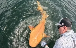 Lần đầu tiên phát hiện cá mập màu vàng cam ở vùng biển Caribe