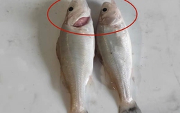 Tôi vừa mới phát hiện ra: 4 loại cá này chứa kim loại nặng và ký sinh trùng, vì sức khỏe của bạn và gia đình nên ăn ít lại!