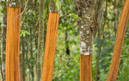 Một loại cây từ Indonesia đổ bộ giúp Việt Nam xuất khẩu dẫn đầu thế giới: Thu về hơn 210 triệu USD, được mệnh danh vàng nâu triệu đô của toàn cầu