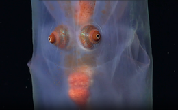 Đặt camera xuống biển sâu, phát hiện nhiều sinh vật kỳ lạ khiến các nhà khoa học sửng sốt