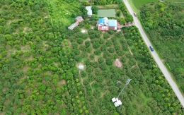 'Cây làm giàu' là cây gì mà bao phủ cả một xã ở Phú Thọ?