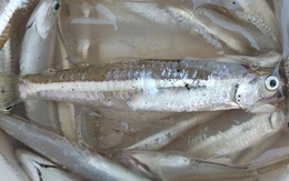 Loài cá bé như ngón út, xưa rẻ như cho nay thành đặc sản 400.000 đồng/kg: Canxi vượt mặt cá hồi!