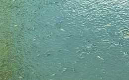 Bắt đầu dẫn nước từ hồ Tây, cá bơi tung tăng trên sông Tô Lịch