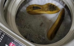 3 thói quen dùng máy giặt "đầu độc" sức khỏe, nhiều gia đình vẫn làm hàng ngày