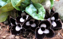 Việt Nam có loài cây mệnh danh “cây thần dược” quý như vàng từng bị khai thác cạn kiệt: Nay đang hồi sinh