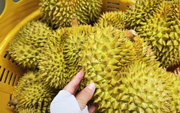 Dự báo xuất khẩu sầu riêng sang Trung Quốc 2026, liệu có vượt qua Thái Lan?