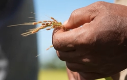 Sau thành công với Việt Nam, Cuba muốn bắt tay với Nga