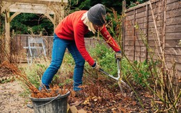 5 điều cần làm ngay với sân vườn trước khi năm mới đến