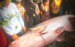 “Quái ngư" 230kg tại sông Hậu từng làm rúng động miền Tây, vừa kéo lên bờ đã được bán với giá không tưởng
