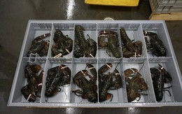 Phát hiện 3 vali chứa 90.000 con tôm hùm xanh trị giá 6,7 tỷ đồng ở sân bay Đà Nẵng, công an triển khai các biện pháp nghiệp vụ vào cuộc