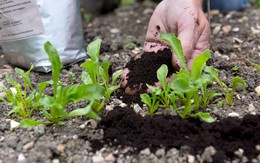 Rắc thứ này ra vườn mùa đông, cây cối được “giữ ấm”, phát triển tốt bất ngờ