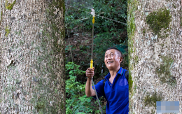 Thương gia mang hơn 900 tỷ đồng hỏi mua 3 cây gỗ trong vườn, lão nông dân đưa ra quyết định gây tranh cãi